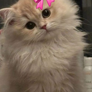 Élévation (slowed)