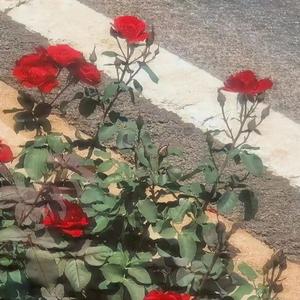 东京不太热（cover：洛天依）