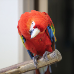 天翔ける戦乙女