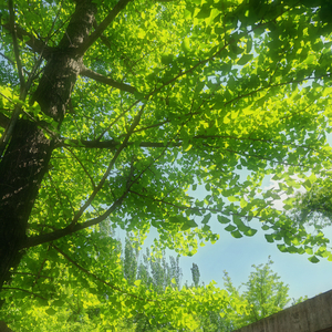 跳棋游戏（背景音）