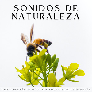 Abejas En El Bosque
