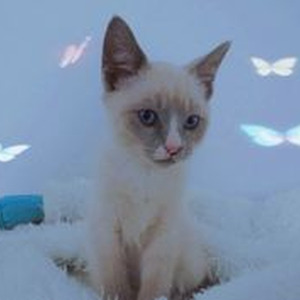 Cinta ini membunuhku (sped up)