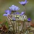 烟花巷子 (虎牙版)