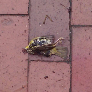 Tragic Loss of Innocence Replaced with Gutless Ennui