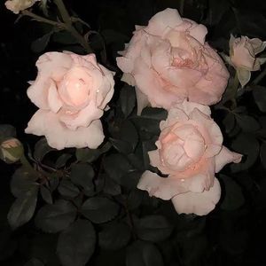 Princess（我的女孩）