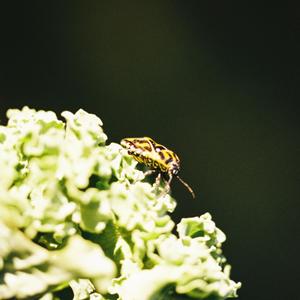 bichos