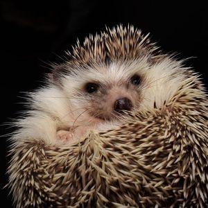 [FREE] boombap type beat "new promise"