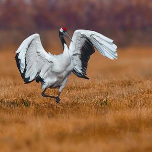 盐电赤子心（Demo）