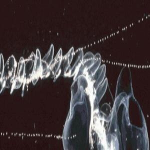 Siphonophore ~