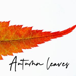 Autumn Leaves（秋叶）