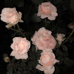 泡沫（Remix说唱版）