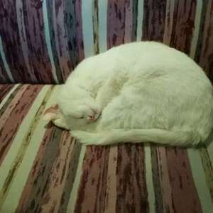 阳光下的星星（翻自 金海心）