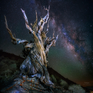 Bristlecone