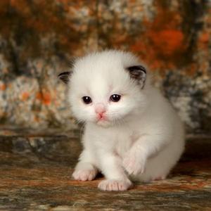 天上的星星不说话