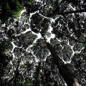 Leafblighter 'Reflection' (The Preposterist Remix)