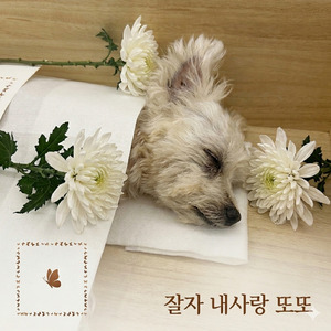 잘자, 또또