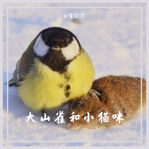 大山雀和小猫咪