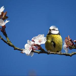 森林鸟鸣白噪音