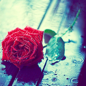 玫瑰花的葬礼（翻自 许嵩）