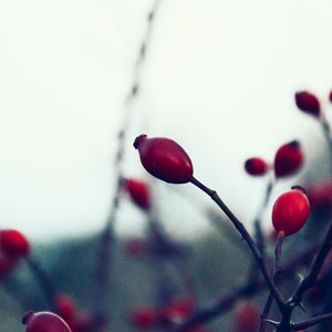 盛夏的果实（Cover 莫文蔚）