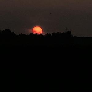 情字难(王巨星版）