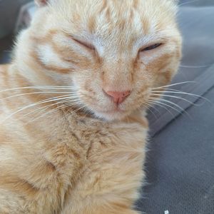 薄荷味森林的呼吸时光