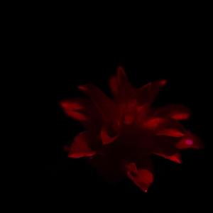 kriege nie antwort (feat. Vilio & Nikoji)