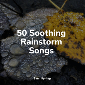 Wet Woodland Atmosphere