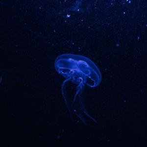 鲸（whale）（翻自 祝一可）