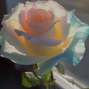 可爱宠物的欢乐时光