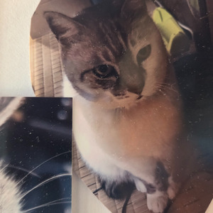 皮と骨 (feat. スミーキラー) [ばーじょんぜろ]