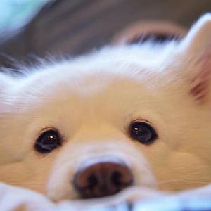 玛卡巴卡之歌（翻自 花园宝宝）