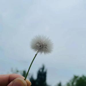 夏天的风