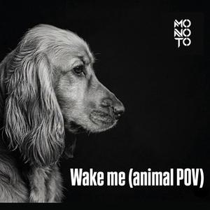 Wake me (Animal POV)