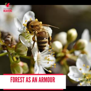 Golden Claws of Eagle