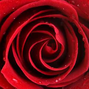 致命的爱 (伴奏)