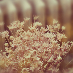 ドライフラワー (ピアノカバー)