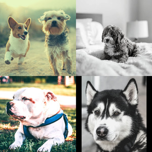 安静的小狗声音