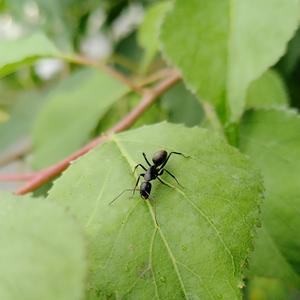 今日我离别（Cover 刘润洁）