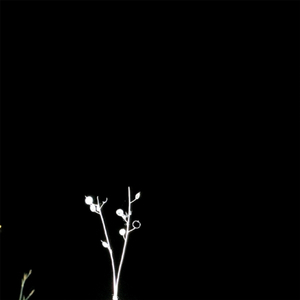 November in Little Albio Street