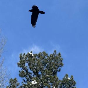 FREE UNDER THE PINES
