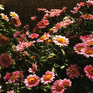 乱花渐欲迷人眼