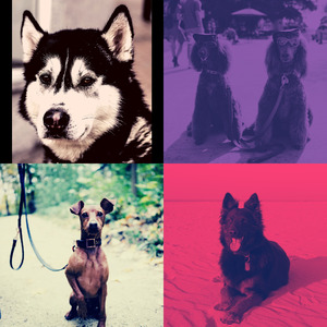 微妙的幼犬心情