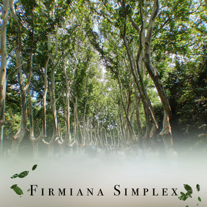 Celestial Order(Acoustic)