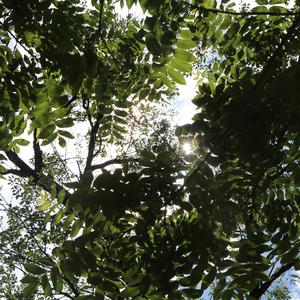 崇拜（翻自 梁静茹）