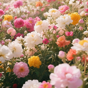 繁花尽开