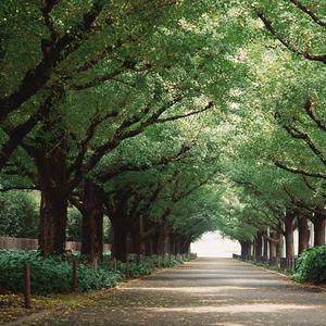 身后没有参天树