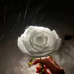 玫瑰花