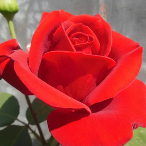 阳光灿烂的女孩