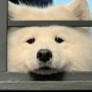 疏楼曲-日常 甜蜜版